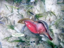I had just replaced this Tulip sea snail on the bottom an... by Marilyn French 